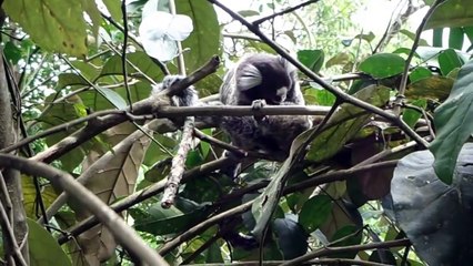 macaquinho cuidando um do outro.