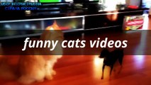 Funny Animals Video   Funny Animal Videos Ever  Funny Videos 2015   Funny Cats Funny Cat Videos