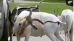 Funny Animal Videos  Funny Animal Pictures  Funny Animal Jokes