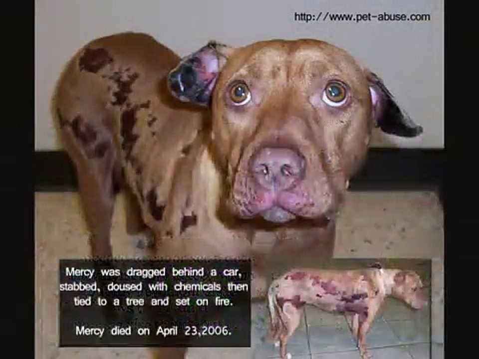 Learn The Facts - Fight BSL