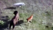 Lobos atacando a Bufalos