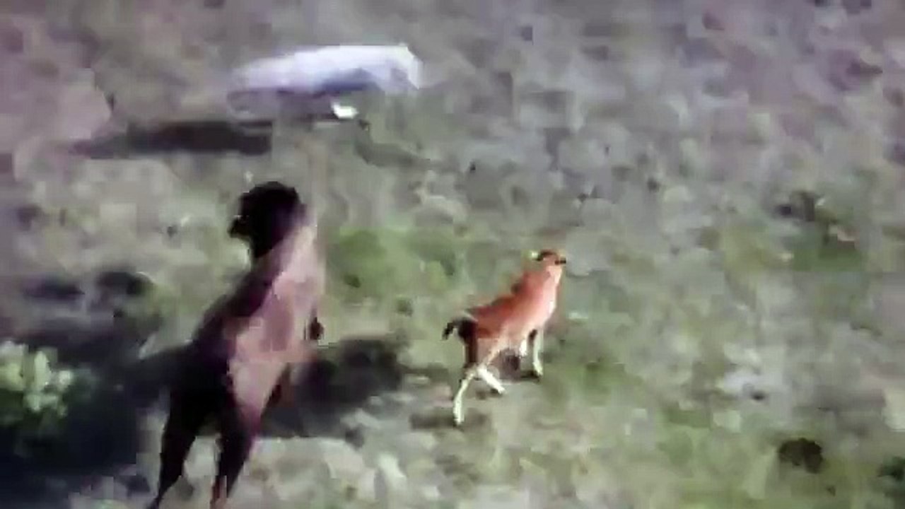 Lobos atacando a Bufalos