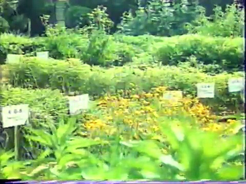 ECIWO Acupuncture pt 3