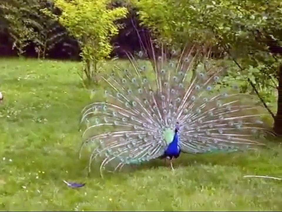 Paon bleu