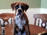 Bad Boxer Dogs, the sequel (Please Don't Let Me be Misunderstood)