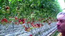 Produce Geek - Cluster Tomatoes! See how they're grown in hydroponic greenhouses.
