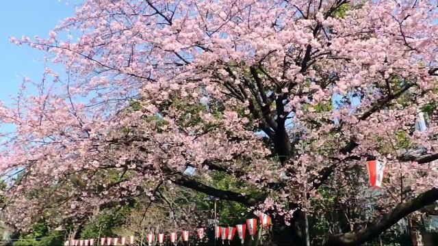 ICHIBAN JAPAN SAISON 2 : TEASER - Documentaire Japon