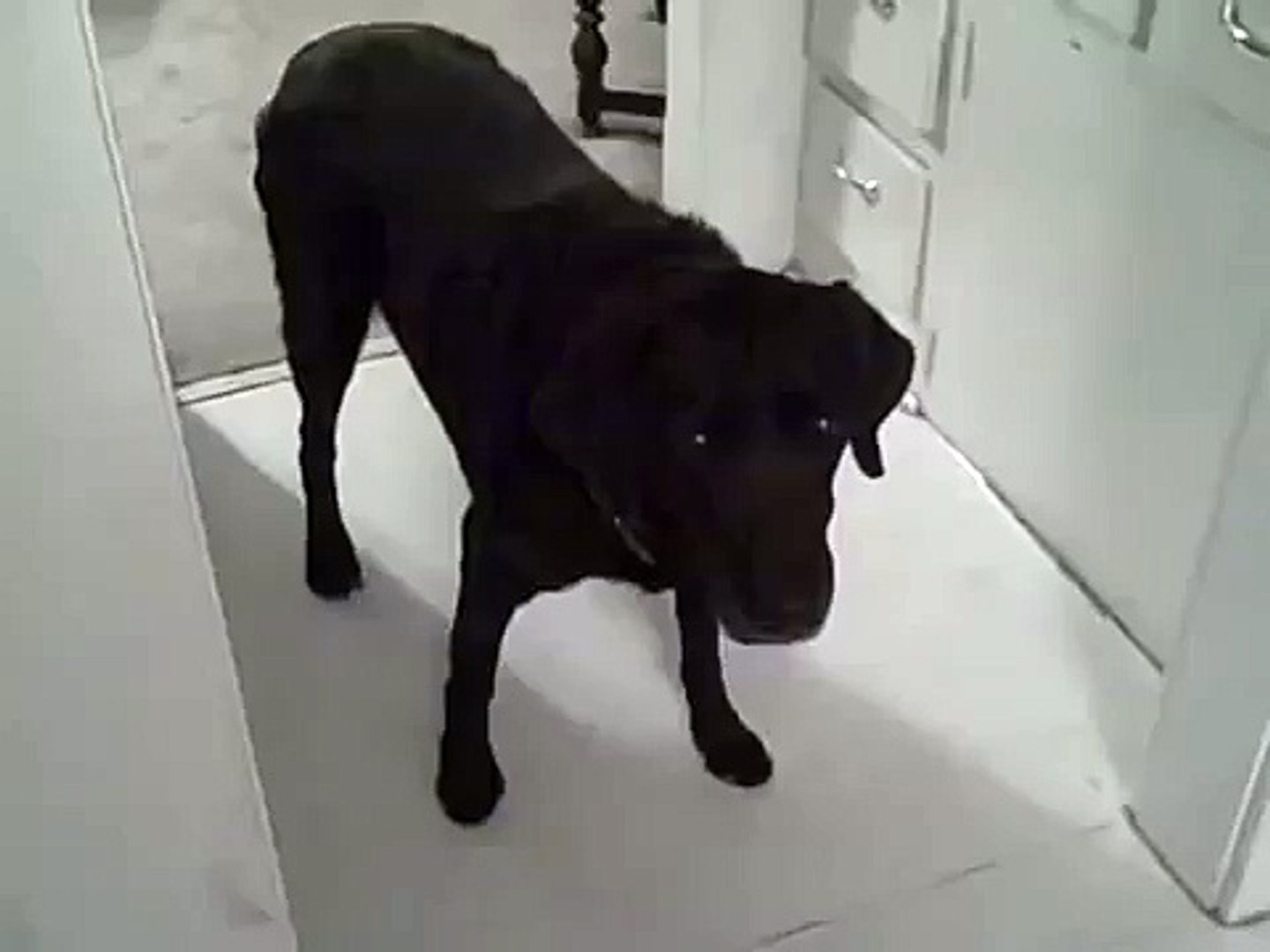 ⁣Black labrador speaks!