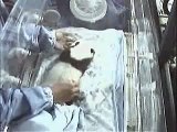 Chiang Mai Zoo's Giant Panda Cub