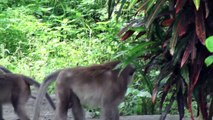 Monkey Attack on Phi Phi Island Thailand on Tsunami Evacuation Route
