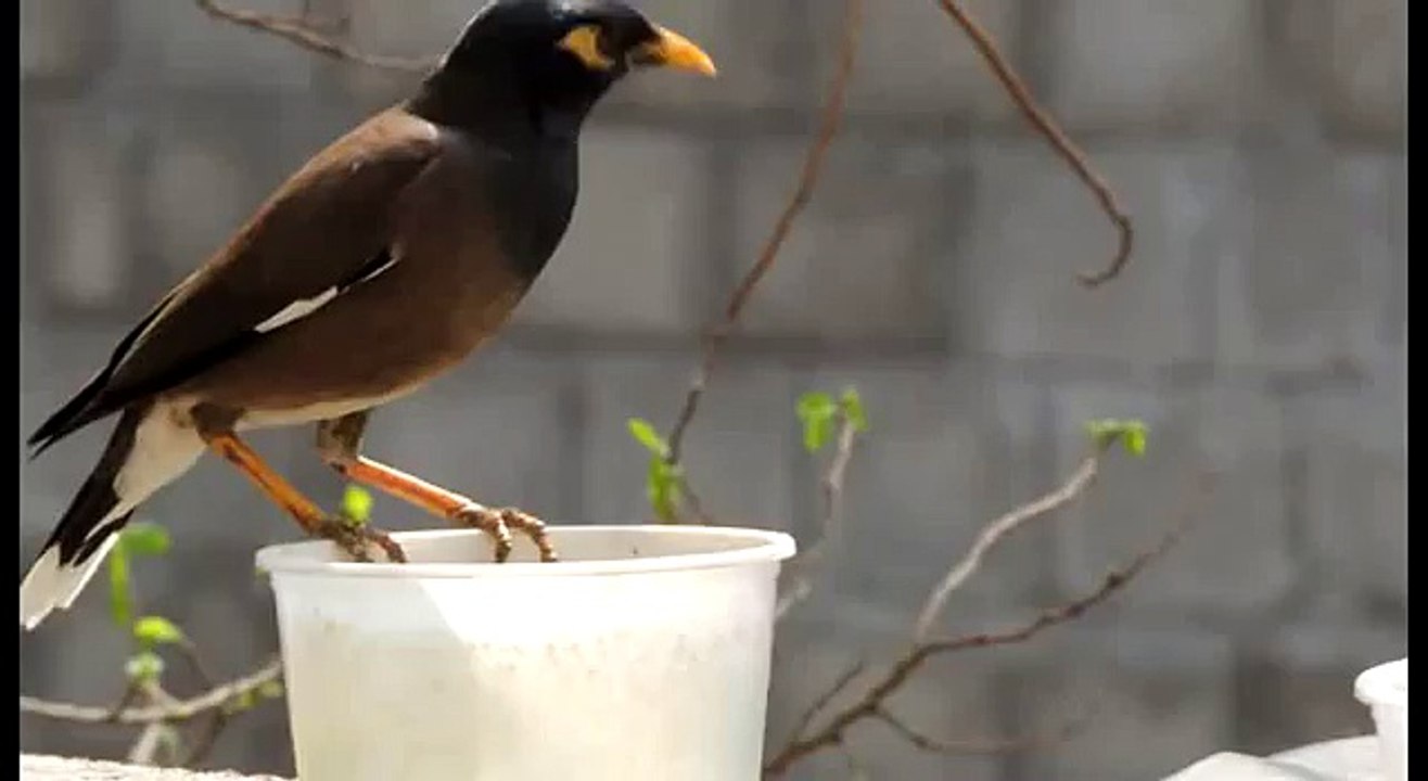 طائر المينة الشائع