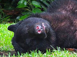 Bear Eats 20 Pound Bag of Dog Food