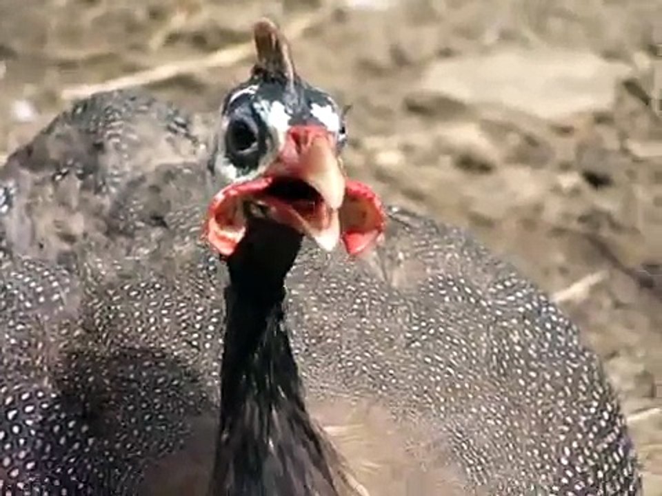 Galinha de Angola