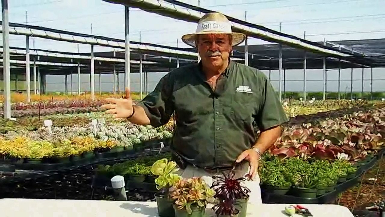 Succulent Aeonium Care Instructions.avi