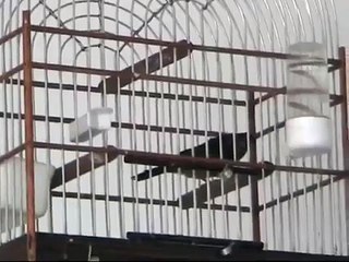 Picolet/Curio Jongman