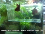 Betta Splendens - conditioning for Spawn !