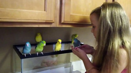 Parrotlets