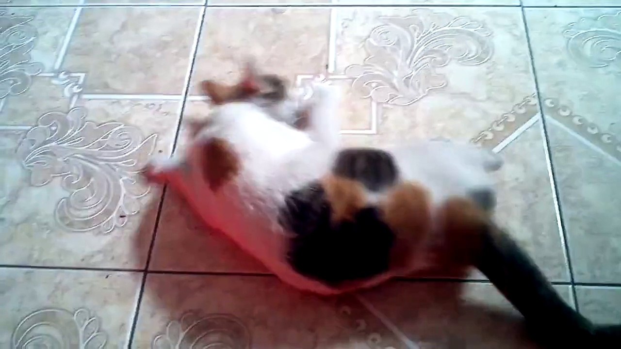 celo de una gata