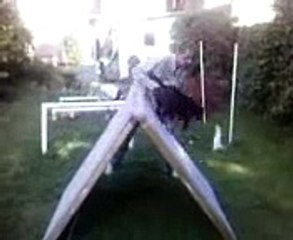 abbey a frame 14 month old staffy