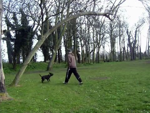 rameses high jump sbt staffy staffordshire bull terrier staffie