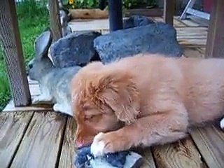 Novascotiannoutaja "Roni", vielä enemmän täystuho! / Osa 2