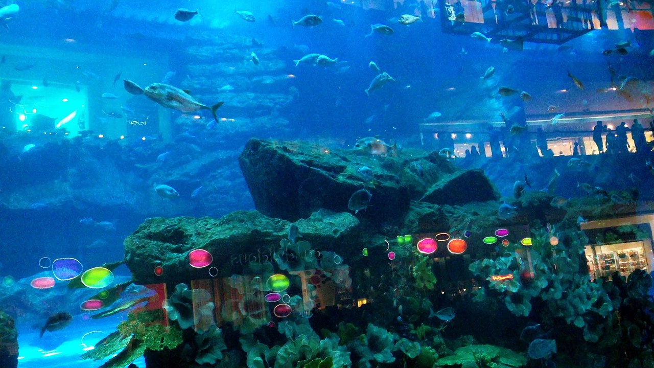Fishes in Motion Dubai Mall