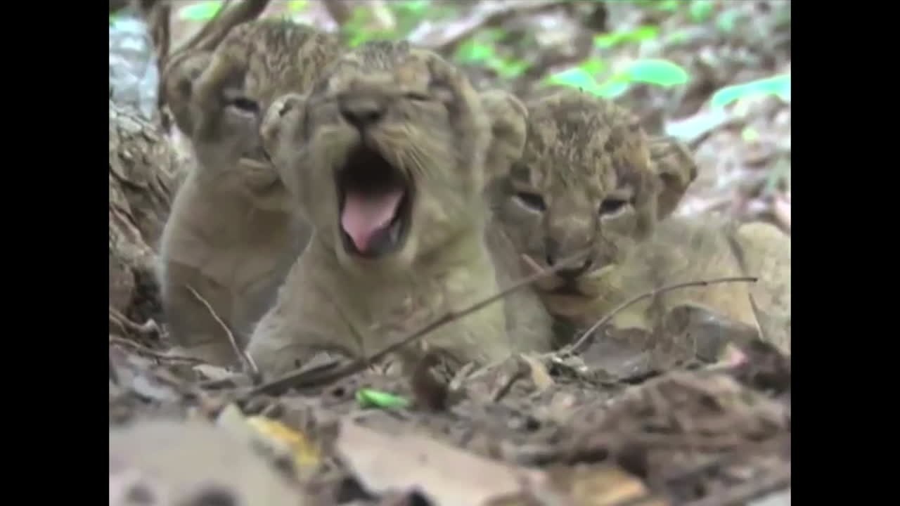 Endangered Asiatic Lion Cubs Born After Flood Tragedy Kills 10