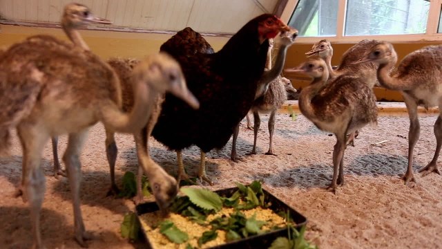 Mother Hen Takes 10 Rhea Chicks Under Her Wing