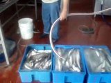 fabricadora de hielo liquido (microesferas) para conservar pescado en embarcaciones