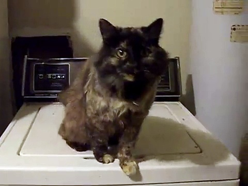 The dumbest cat in the world