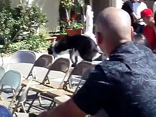 Search Dog performing at Parish Festival