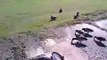 Hoss & Clyde the Chinese Geese - Mallard Ducks Feeding