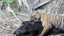 Tiger vs Boar, Tiger vs Boar 201,  Wild Animal Attacks Fights to Death Videos