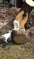 10 day old Pygmy goats having fun - Adorable