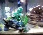 Rock caves in new fish tank!