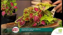 como sembrar plantas en maceta