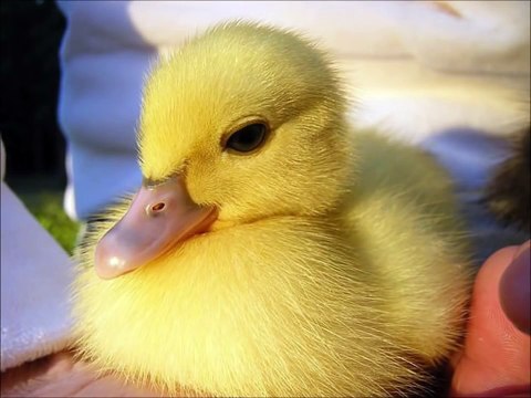 Sonidos de Animales para bebes Aprende los Animales