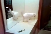Smart cat Fighting with own mirror cat - Amazing video