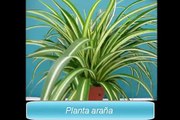 Plantas de interior - 6 plantas para purificar el aire