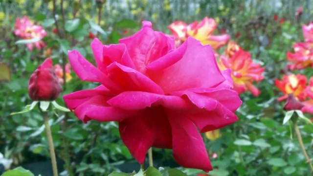 Plantas ornamentales