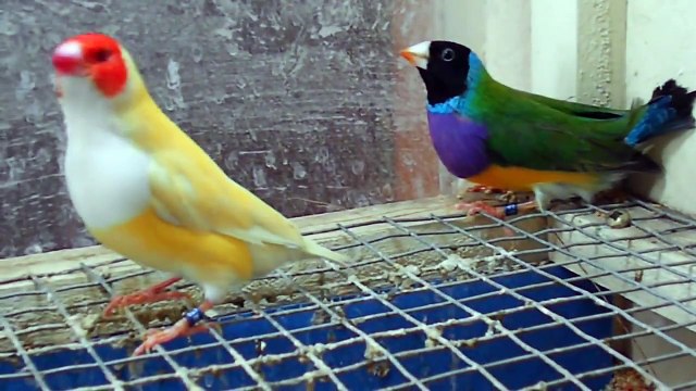 Lutino gouldian Finch