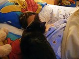 MY CAT, ZOWIE, HER DAILY RITUAL WAKING UP MY SON ALLEN