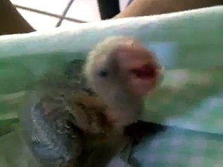 My little quaker parrot, Monty, 14 days old.