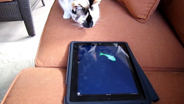 Cali S. playing the Friskies cat fishing game for iPad