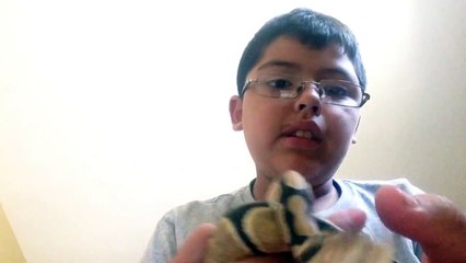 How to tame  a ball python