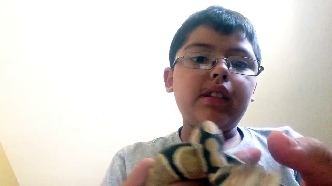 How to tame  a ball python