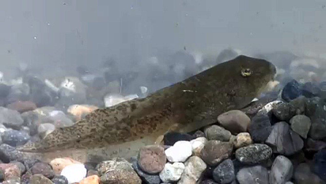 Oregon Spotted Frogs & Tadpoles
