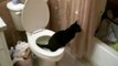 cat pees in toilet