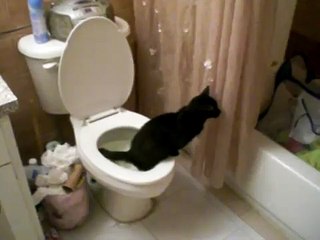 cat pees in toilet