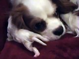 Cavalier King Charles Spaniel Puppies 3rd Day Performance
